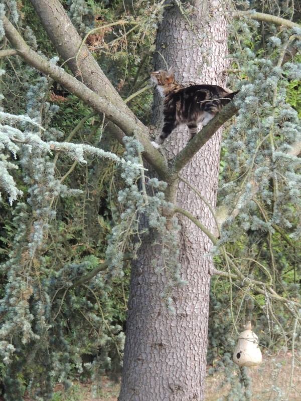 Le Maine Coon sur son arbre perché