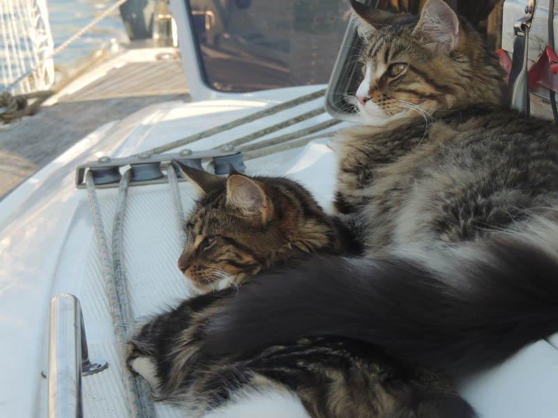 Couple de Maine Coon en bateau