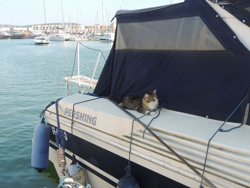 Chat à bord d'un bateau