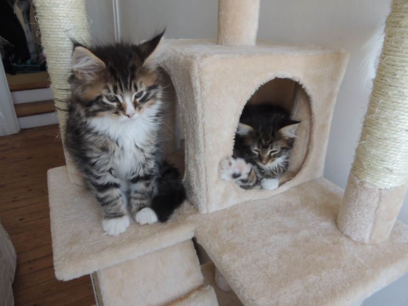 Chatons