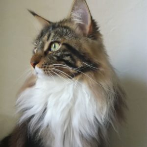 Chat mâle Maine Coon