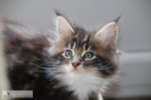 mainecoon