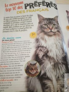 Maine Coon le favori