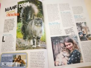 le maine coon favori